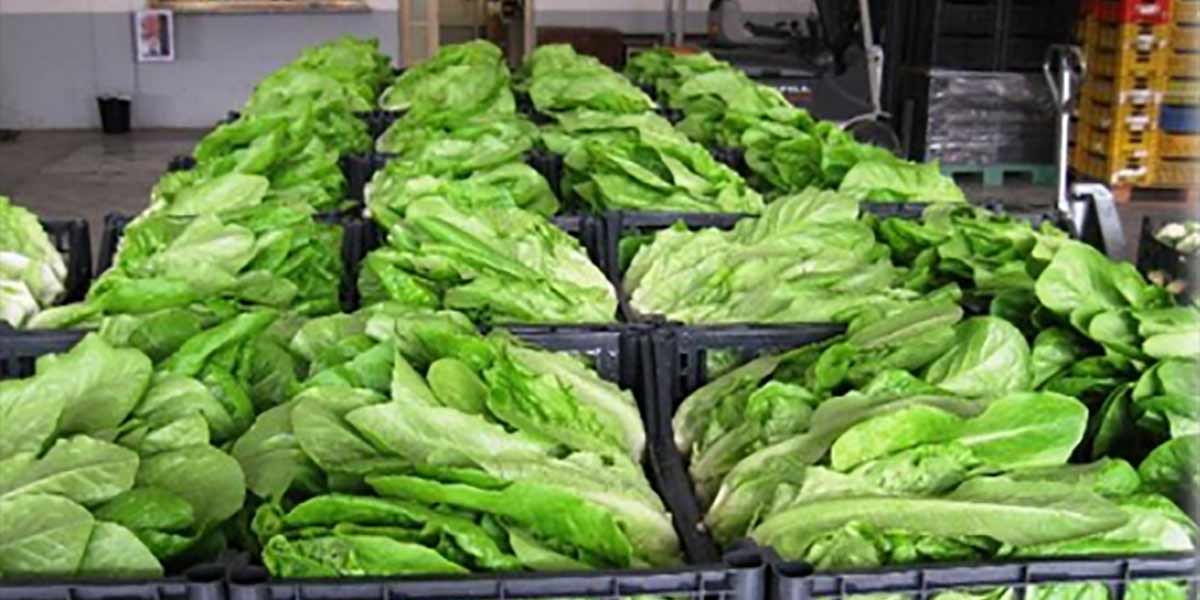 Mercato di Lusia, ottobre con clima caldo e prezzi in calo